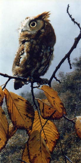 Reproductions of Carl Brenders paintings Fireball Screech Owl Reproductions of Carl Brenders paintings Fireball Screech Owl